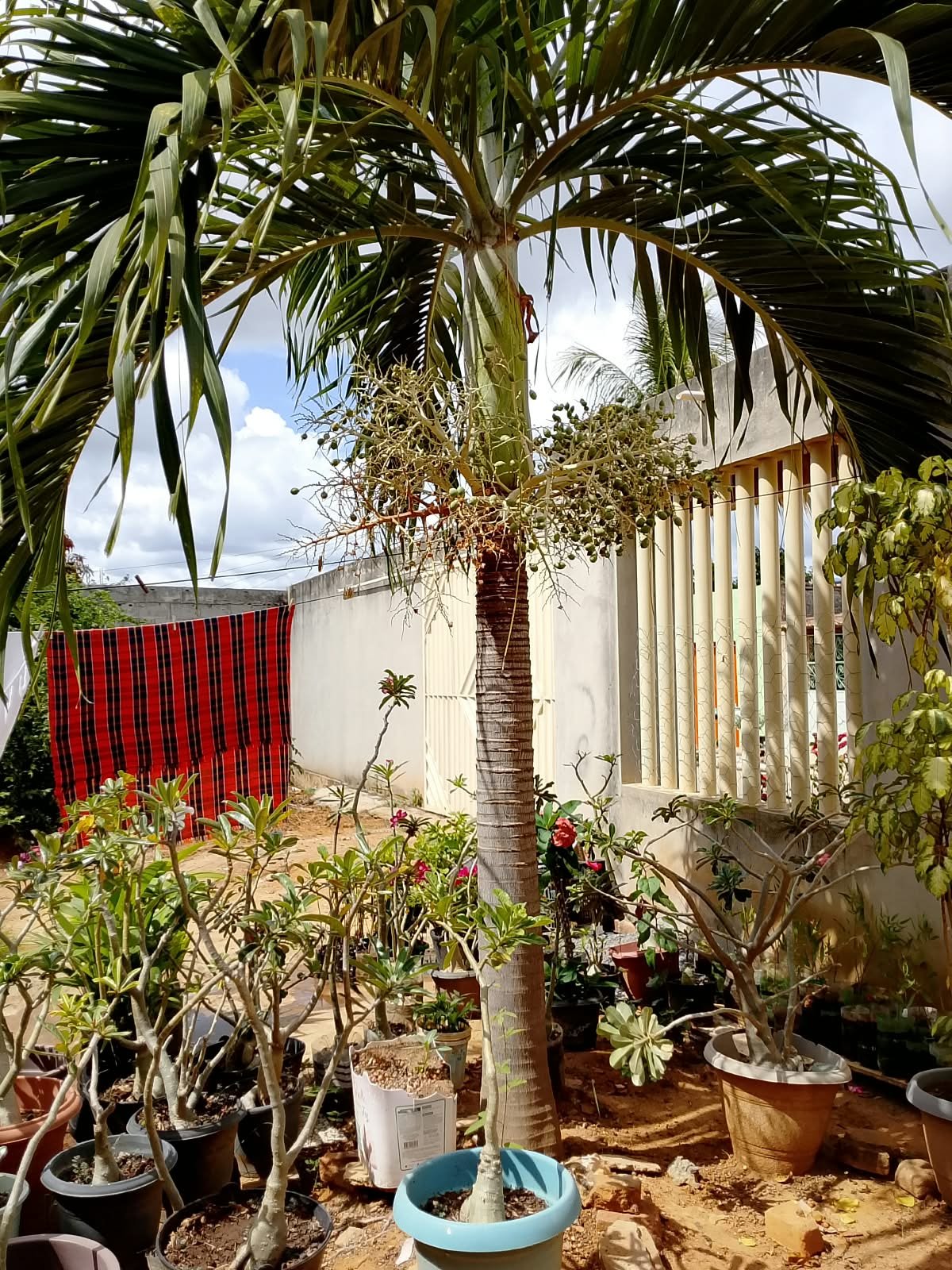 PALMEIRA AUSTRALIANA DE MÉDIO PORTE